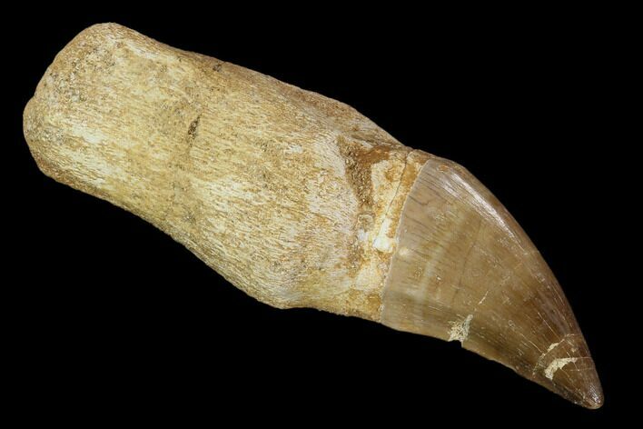 Fossil Rooted Mosasaur (Prognathodon) Tooth - Morocco #118370